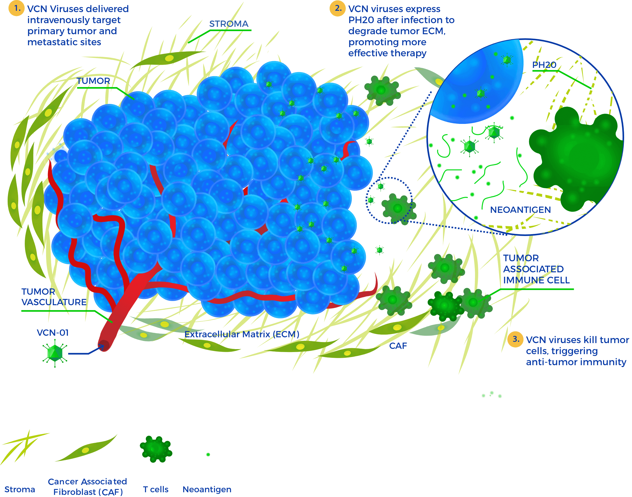 Synthetic MOA - VCN Viruses delivered intravenously