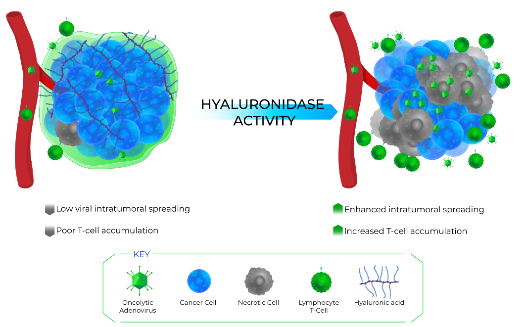 Hyaluronidase Technology MOA