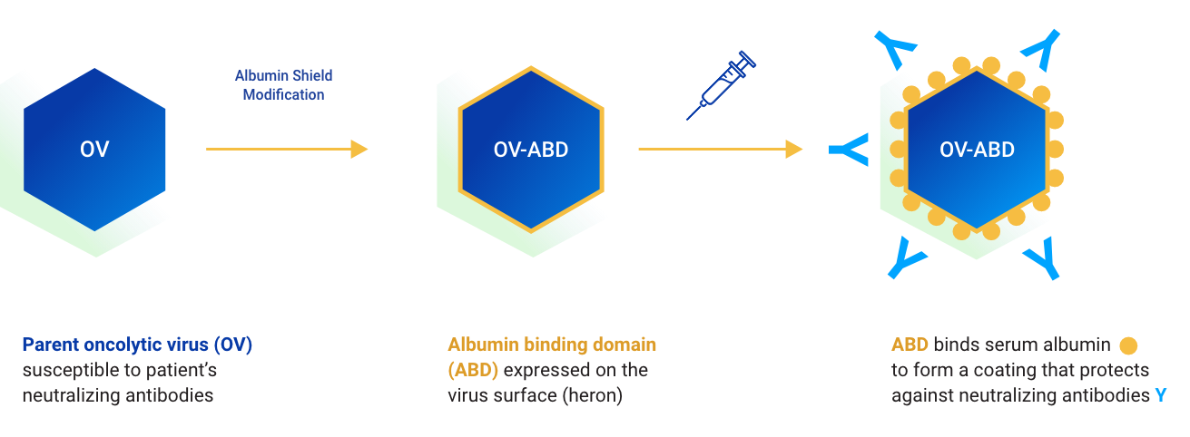 Albumin Shield Modification Illustration